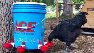 DIY 5 Gallon Poultry Waterer in 10 minutes!  We also have BIG NEWS from RentACoop!