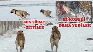 KURTLAR YİNE CAN ALDI. KARABAŞ VE HIRÇOYLA GİTTİM. KURTLAR BU SENE ÇOK KÖPEK GÖTÜRECEKLER #kurtlar