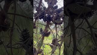 Pine cones up close #pinecones #melbournegardens #australia #spring