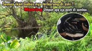 IKAN GABUS NYA PADA NGUMPUL DI SINI || TINGGAL PILIH MAU YANG KECIL APA YG BESAR