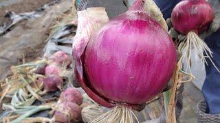 비 설거지 하셨나요?(양파와 마늘수확하기 harvest onion and garlic)