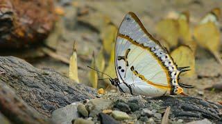 Polyura Eudamippus the great nawab butterfly from buxa forest | ग्रेट नवाब तितली