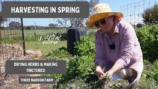 Harvesting Thyme, Dehydrating and Making Tinctures: Homesteading in Australia