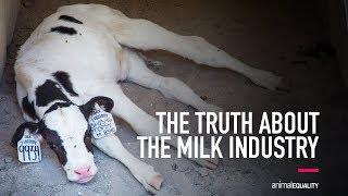 The Truth About the Milk Industry