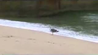 Birds on the beach with Notaspringchick