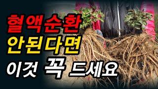 심장이 약하고 혈액순환이 안된다면 이것 드세요[약초방송]