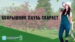 Боярышник Пауль Скарлет