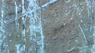 Muley Taken At 800 Yards