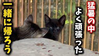 We rescued a kitten that showed up in a shed next to the railroad tracks on a hot day
