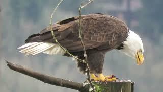 01/25/24 Bald Eagles Eating Kent Wa 7007-159