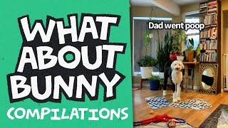 Confrontation of Dad Went Poop | What About Bunny