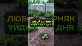 Как избавиться от сорняков за 2 дня? #сорняки #дача #сад #огород