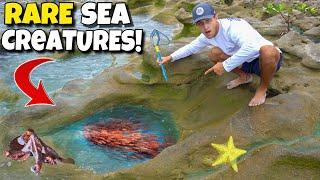 Catching EXOTIC CREATURES Out Of TIDE POOLS!!