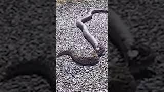 Snake Cut in Half on Road Prank Gone Wrong (GONE VIOLENT)