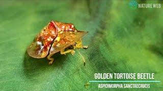 Golden Tortoise Beetle | Aspidimorpha sanctaecrucis | Nature Web