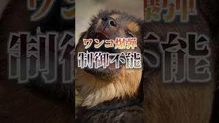 【雑学】制御不能のワンコ爆弾を多用したソ連の末路