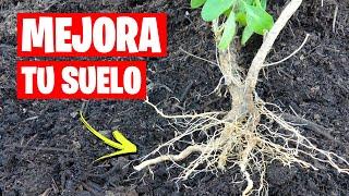 Cómo MEJORAR la TIERRA para tus PLANTAS GRATIS | La Huerta de Ivan