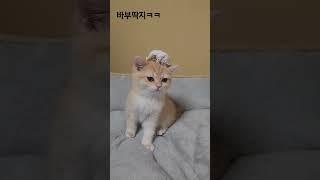 바보같은 울막내 #브숏 #브리티시쇼트헤어 #고양이 #귀엽다