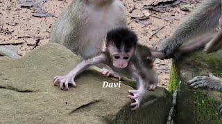 Will Mom Allow Davi To Wander? Baby Monkey Struggles On Rocks While Mom Watches Weary 