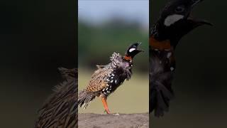 Wildbirds In Action #birds #wildlife #wildlifephotoghraphy #nature #photography #naturephotography