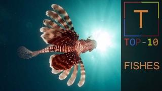 Top 10 Most Dangerous Fishes In The World