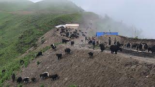 This Is Himalayan Shepherd Life || Himalayan Yak Shepherd Life Of Dolpa || Nepal || Yak Farmers Life