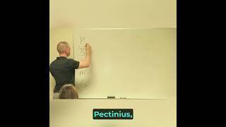 Adductors Mnemonic