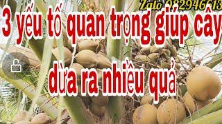 3 yếu tố quan trọng giúp cây dừa ra trái nhiều quả to , không rụng trái non