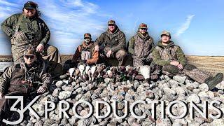 THE ROCK PILE | CORN FIELD DUCKS IN NORTH DAKOTA