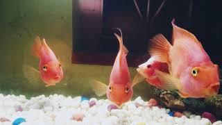 Aquarium... Very simple decoration... 2018..siboram,parrot,short body flower horn colour fish