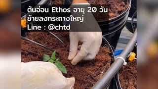 ต้นอ่อนกัญชาอายุ 20 วันย้ายลงกระถางใหญ่ Cannabis farm Ethos auto seeds.
