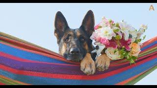 Animalia - The Dogs relax by the beach