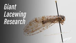 Giant Lacewing Research in the Purdue Entomological Research Collection