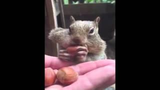 Squirrel Stuffs Itself With Acorns