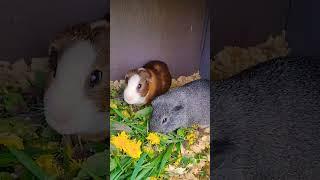 The boys, Bear, Little Grey,, Patch & Big Grey the Guinea 's enjoying their snack