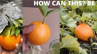 The Unique technique of growing orange tree from orange exposed(the real fakeness)