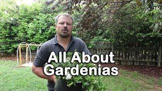 ALL ABOUT GARDENIAS - Details about different varieties and how to grow Gardenias