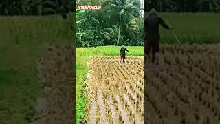 SOLUSI MENGGARAP LAHAN DIPERSAWAHAN IRIT BIAYA #shorts