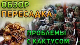 Пересадка кактуса. Проблемы с кактусом Gymnocalycium. Обзор кактусов.