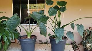 Como Cultivar e Replantar ALOCASIA WENTII e ALOCASIA CUCULLATA | Juliane Becker