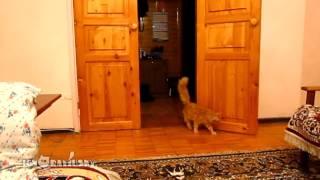 Cat Scared of Mario jump (Кот Марио)