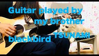 Guitar  played  by  my  brother.  blackbird.  TSUNAMI 　チワワのレオ僕のお兄ちゃんの奏でるギター