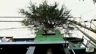 A Quirky Treehouse Bar in Downtown Tokyo | Treehouse Masters