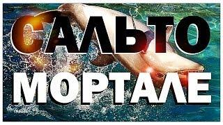 Галилео. Сальто-мортале