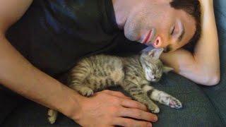 Nothing is better than the love of a cat!  Cute ways cats show their love for owner