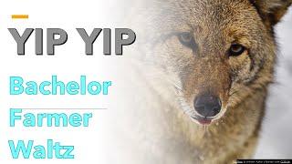 Coyotes eat up BACHELOR FARMER YIP YIP