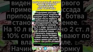 НАШАТЫРНЫЙ СПИРТ -ЭФФЕКТИВНАЯ ПОДКОРМКА ДЛЯ РАССАДЫ