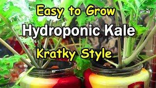 Easy to Grow Hydroponic Kale Kratky Style!