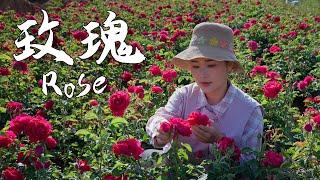 In Yunnan, roses are not just a symbol of romance — they are a real, delicious part of everyday life