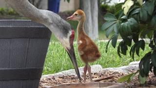 Sandhill Crane w Baby FYV